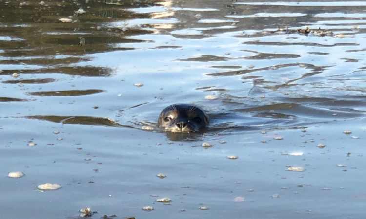 Sussex River Ouse Kayak Tour